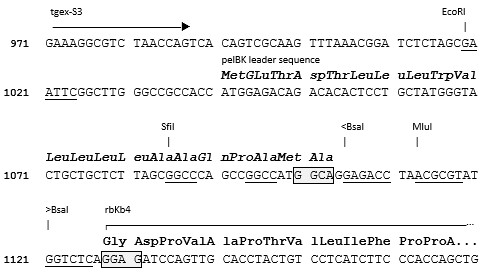 TGEX-LC-rbKb4-Zeo cloning site